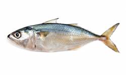 indian-mackerel