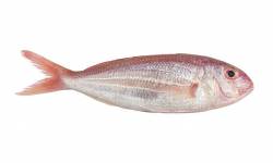 Ornate Threadfin Bream,isolated on white background , with clipping path