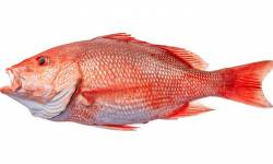 red-snapper_0